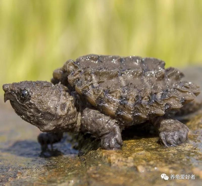 龟感冒vc能治好吗,人吃的感冒药可以给龟吃吗
