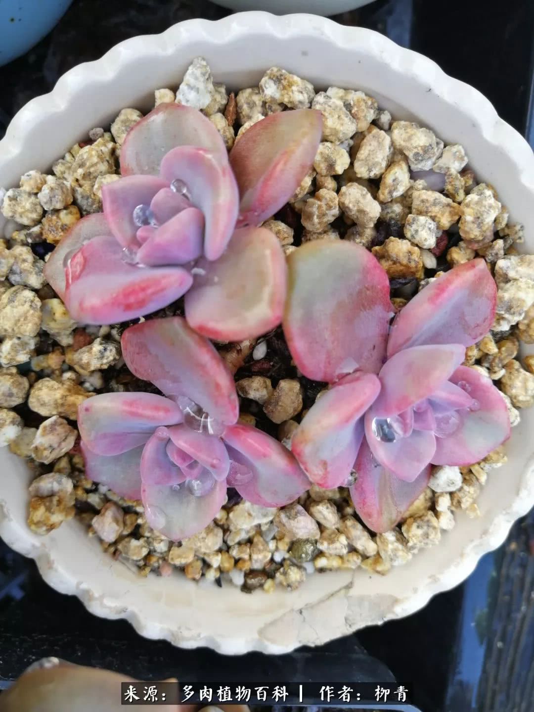 从入卡坑一个月到入卡坑三年,从入坑到现在所有品种开花图