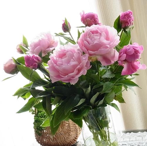 鲜花插花技巧专业术语,插花常见鲜花名称大全