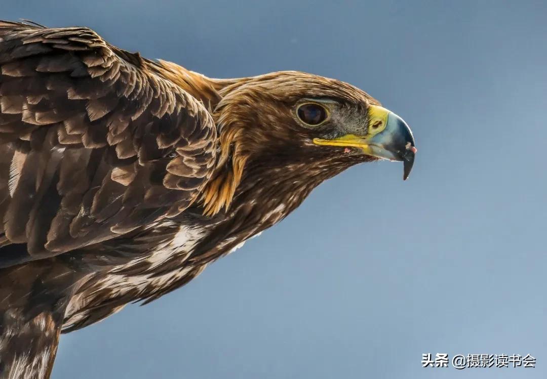 尼康拍野生动物,这位摄影师