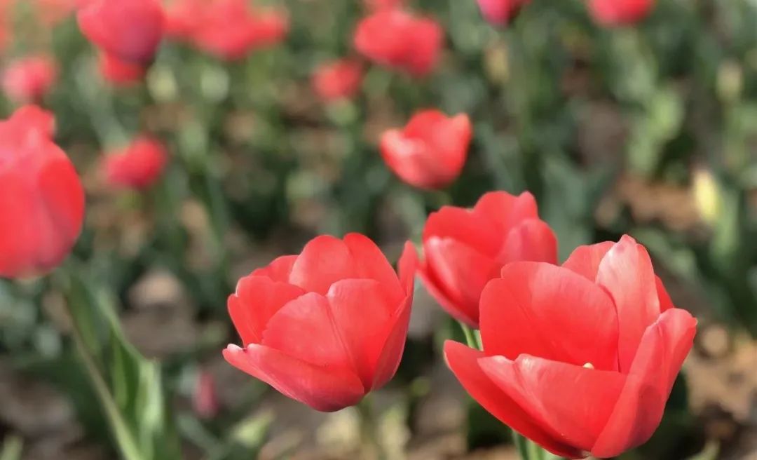 咸阳统一广场郁金香,咸阳郁金香花展在哪里