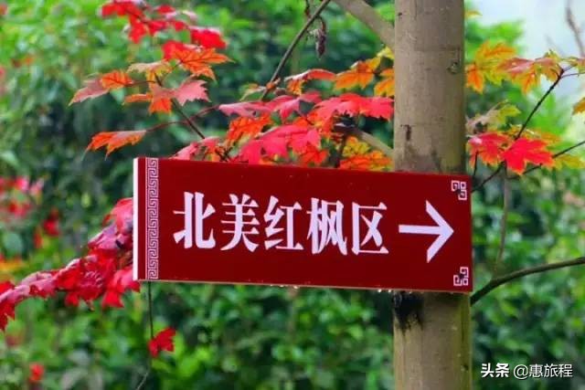 成都红枫打卡地,川西红枫岭团购