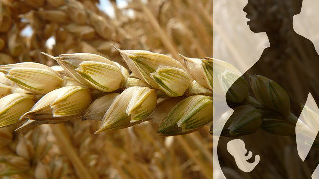 塞洋葱、尿淋麦子，古代人验孕花样，甚至把青蛙整灭绝了？