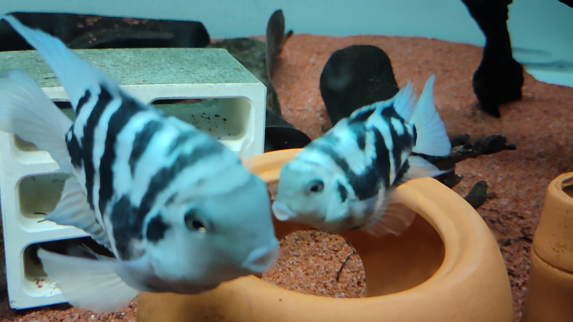 宝石蓝迷你鹦鹉鱼怎么分公母,迷你白金鹦鹉鱼多大可以分公母