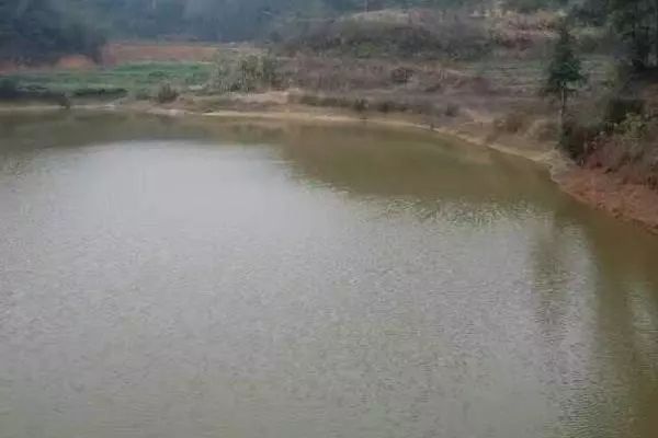 死水鱼塘如何养鱼小程序,死水鱼塘养殖方法视频