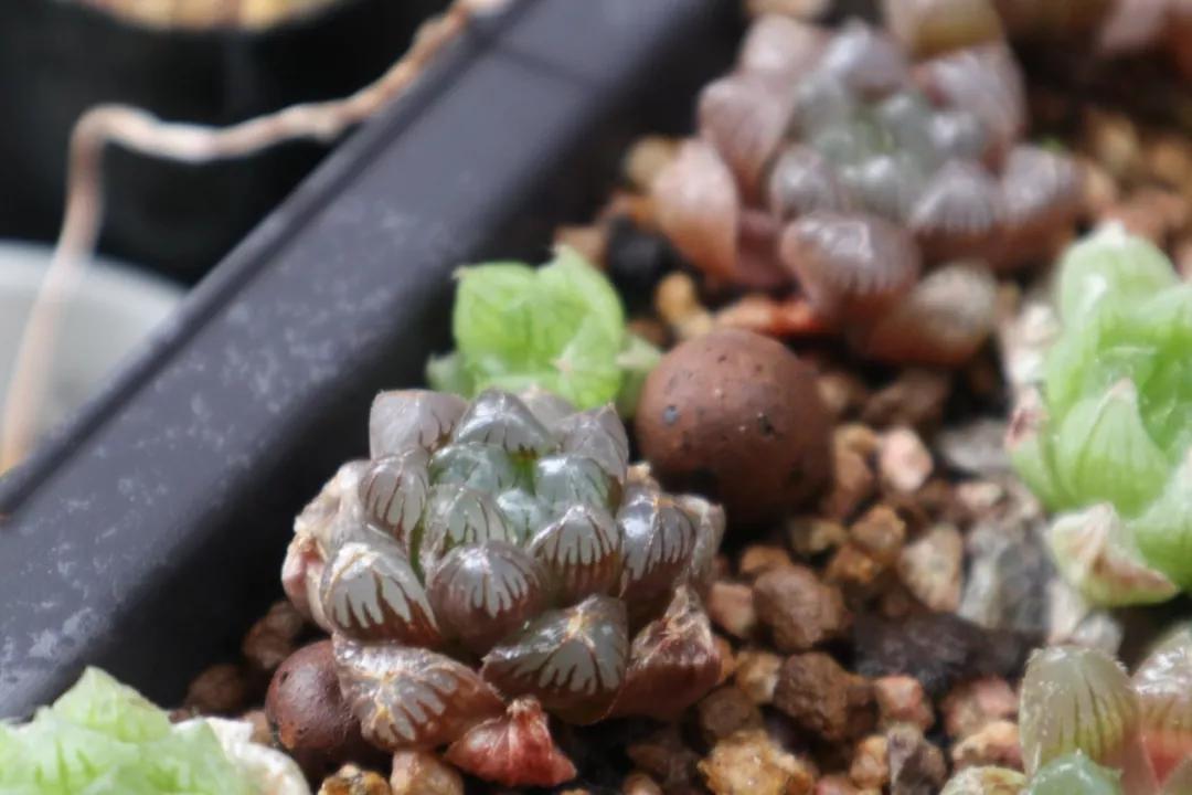 适合南方比较好养的12款多肉,养一年就开花的多肉品种