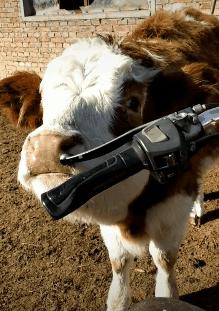 如何清理运动鞋推荐的鞋垫,洗运动鞋鞋垫的方法