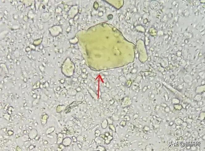 显微镜下的猫屎，竟然和这么多食物都撞脸？