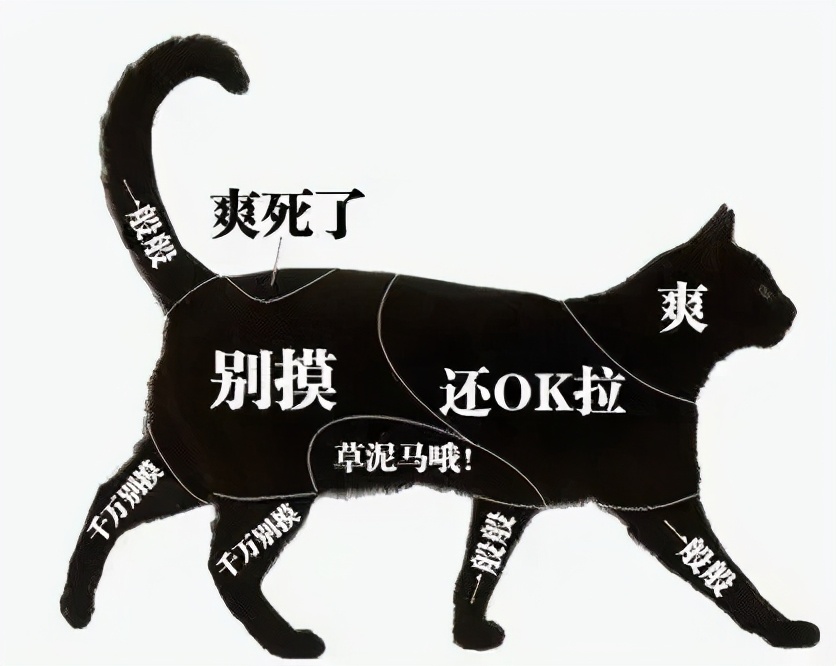 为什么猫咪一见你就要跑,为什么你一靠近猫它就躲开