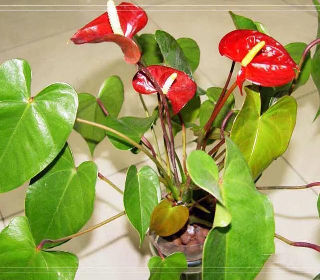 红掌怎么防止黄叶,红掌如何防虫害