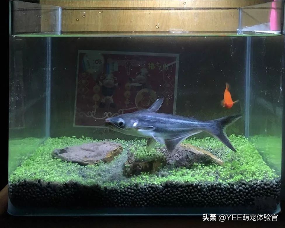 养淡水蓝鲨,养蓝鲨观赏鱼有什么讲究