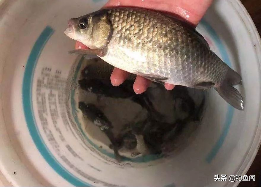 野钓如何才能钓到大鱼,新手野钓怎么钓才能钓到鱼