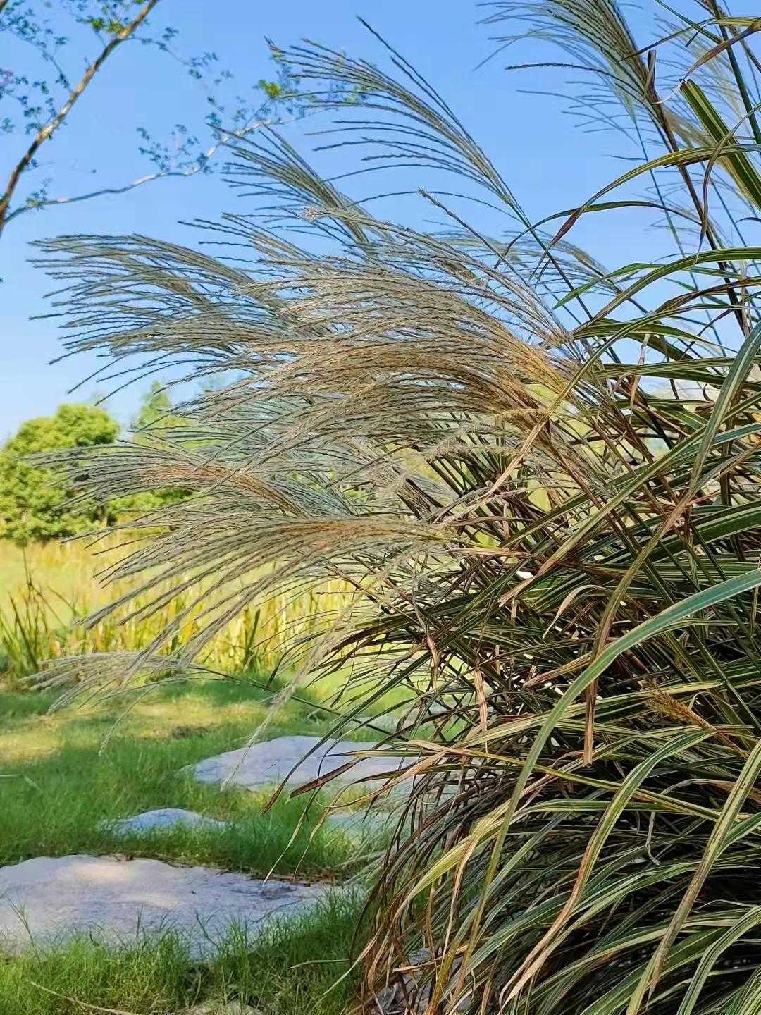 上海观赏草,上海之鱼冬天风景