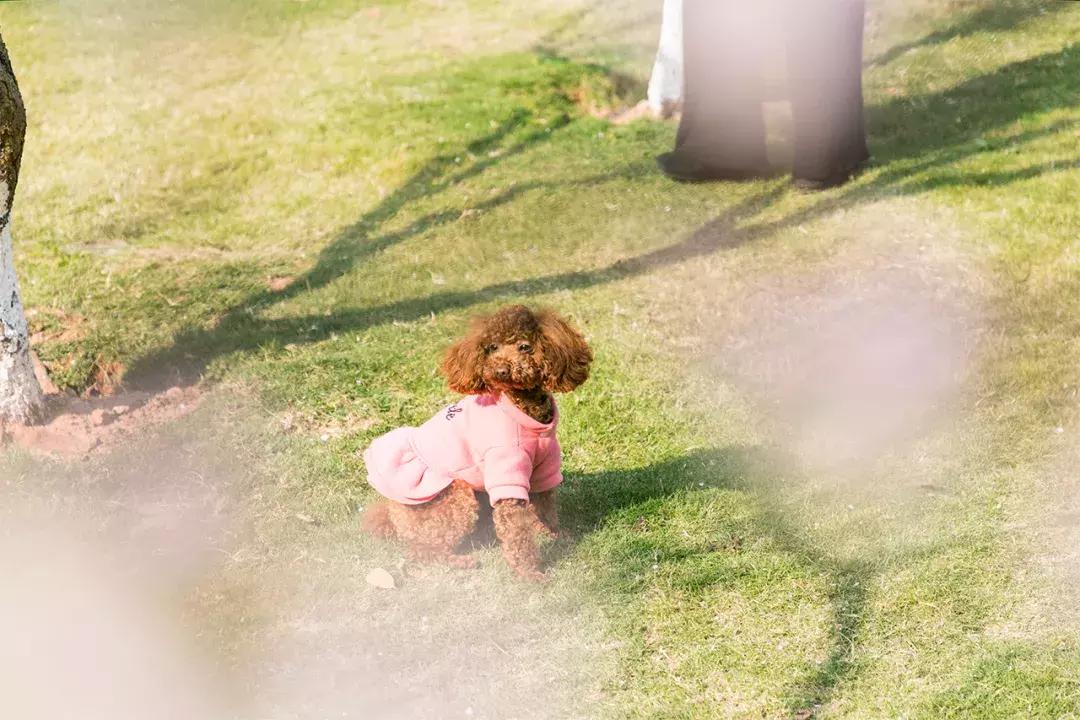 深圳隐秘风景,深圳粉色花海视频