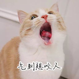 猫咪虽可爱但被抓,猫咪小尖牙