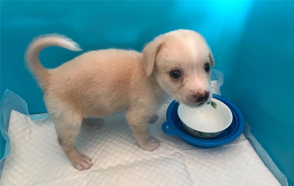 山羊奶真的假的,权威讲解山羊奶和绵羊奶区别