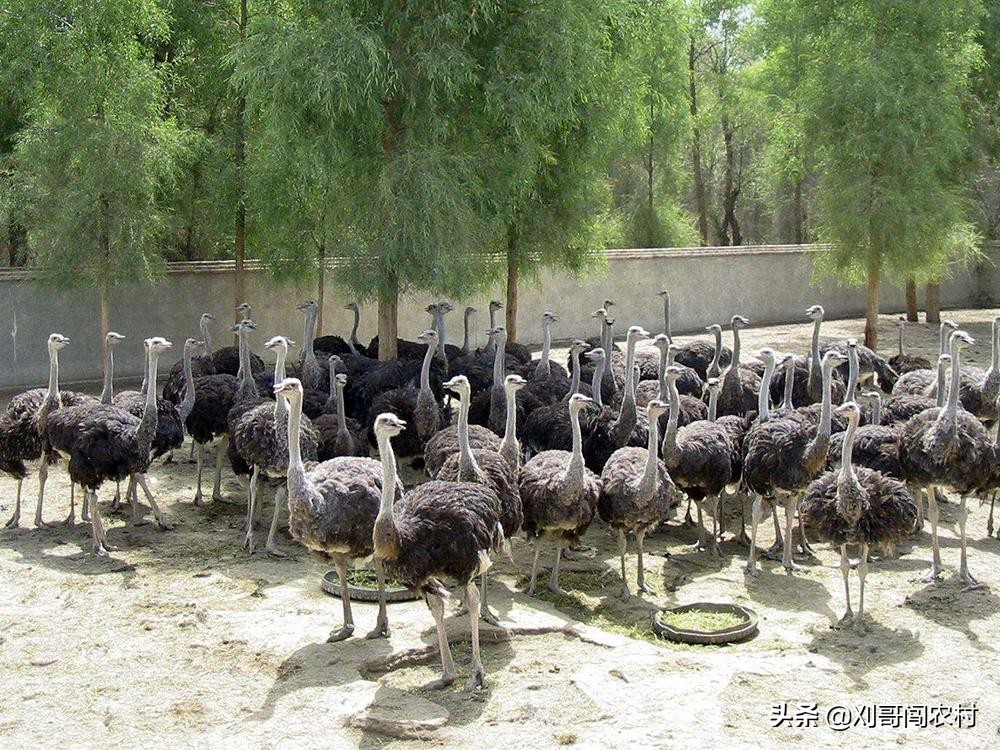 一个蛋卖几万,养殖户鸡蛋一斤赚多少钱