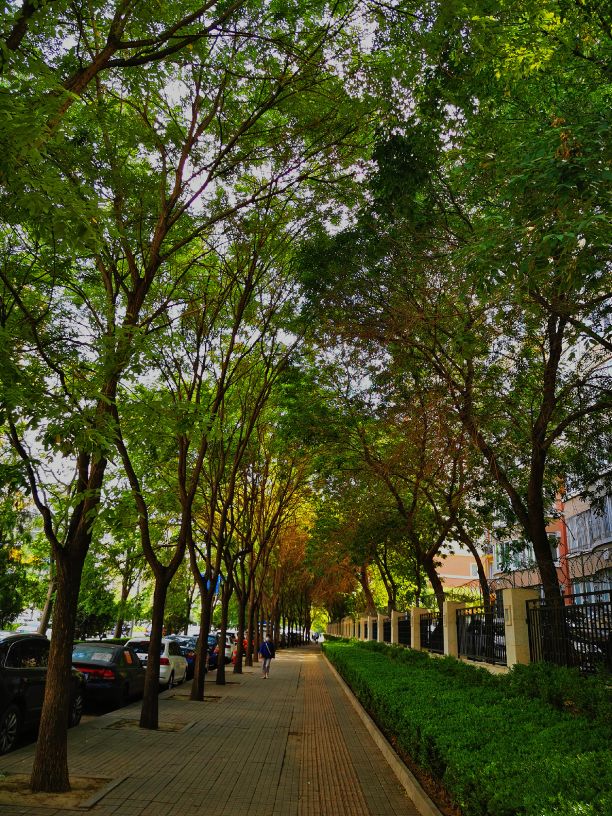 鍖椾含绉樺,鍖椾含绉樺涔嬫梾