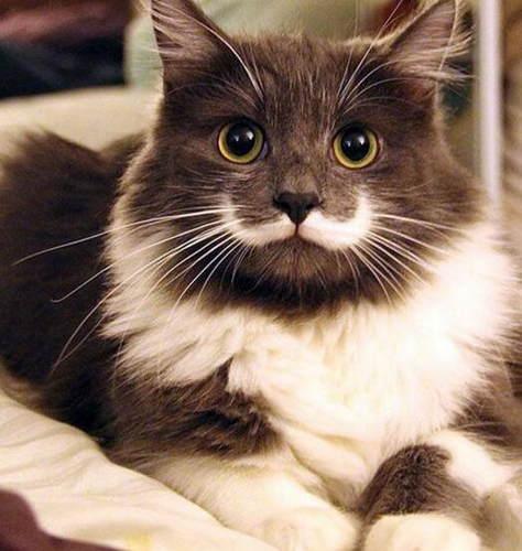 拽猫尾巴会导致拉稀么,为什么拽猫咪的后背毛会抖动