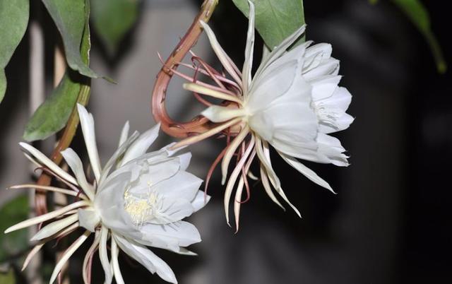 昙花怎么养殖才能长得茂盛,昙花怎样养殖才能养得更茂盛