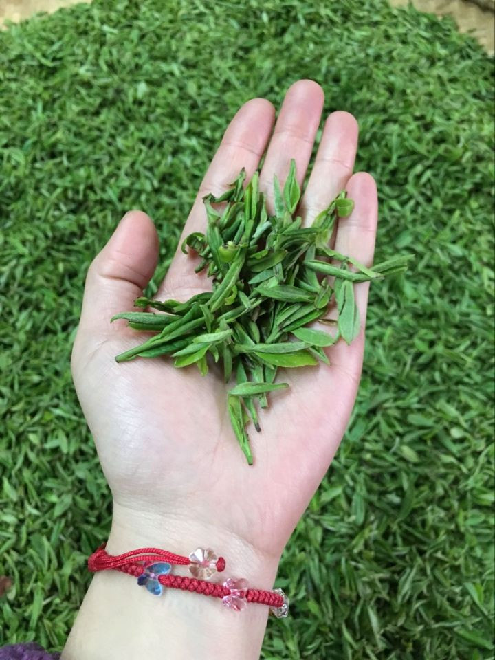 六安瓜片的特色,六安瓜片的特殊之处