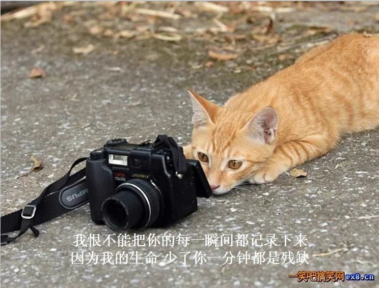 我只想说声爱你,只想再爱你一次