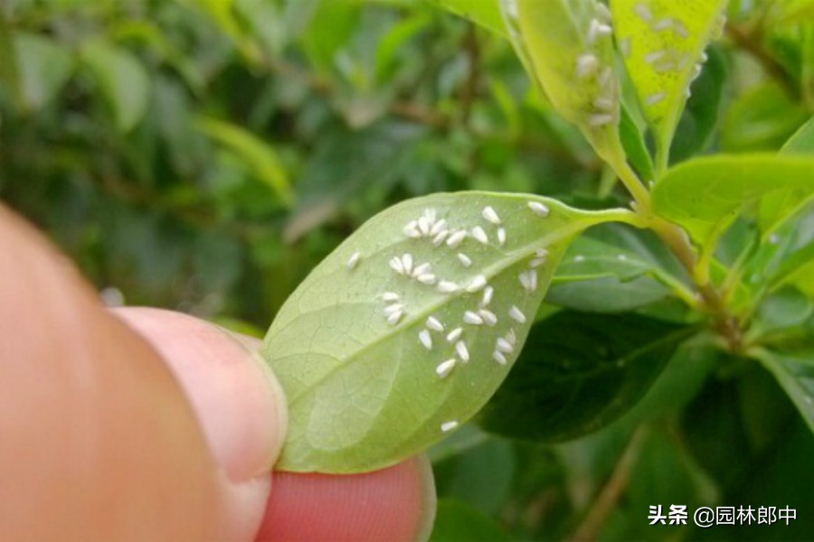 叶子上白粉虱的消除方法,白色粉虱怎么防治