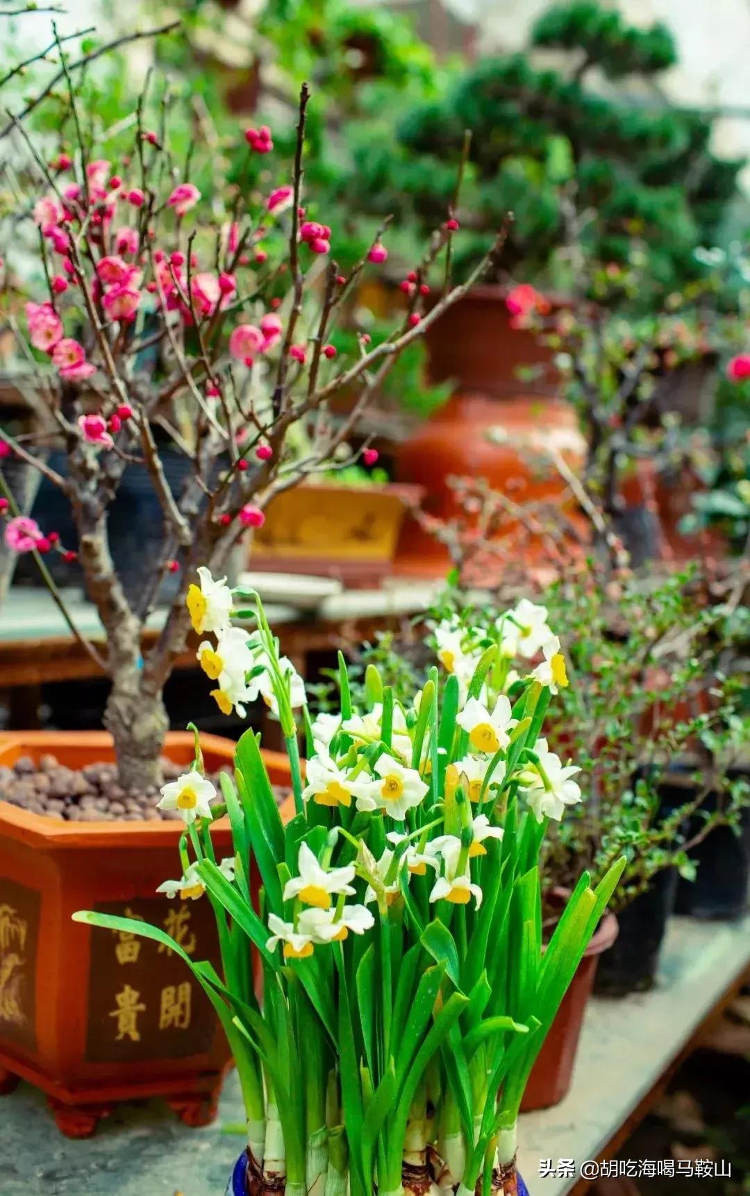 逛遍安徽各个市,安徽省马鞍山附近的大型花市