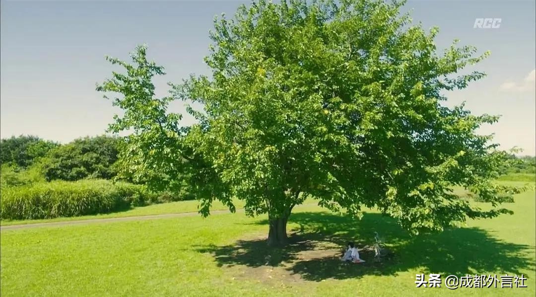 日本真实空气,你真的能看懂这个世界吗