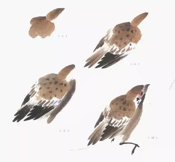 100种国画禽鸟画法,简单易学的禽鸟脚掌画法