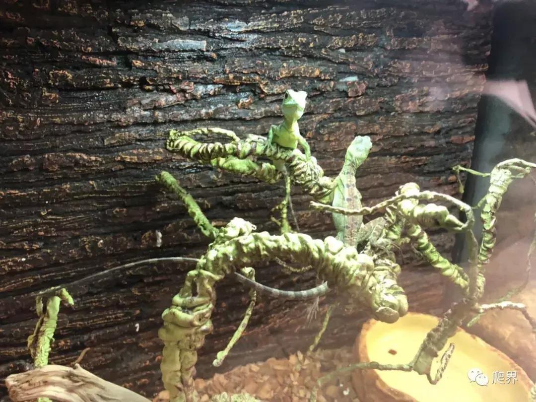 湛江爬宠店,深圳爬宠店在哪里