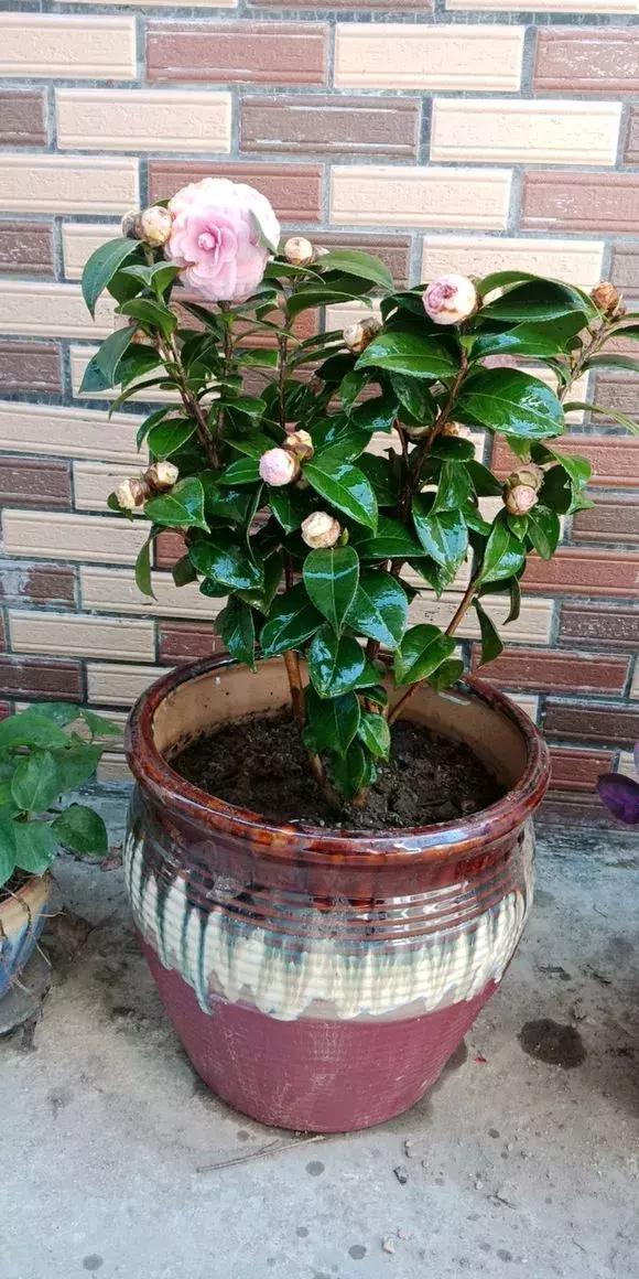 土壤雨后板结如何给土壤松土,土壤板结自制肥料松土