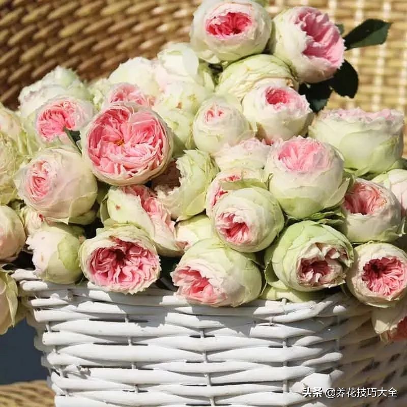 四季开花的月季又香又好养有几种,最漂亮10种盆栽月季