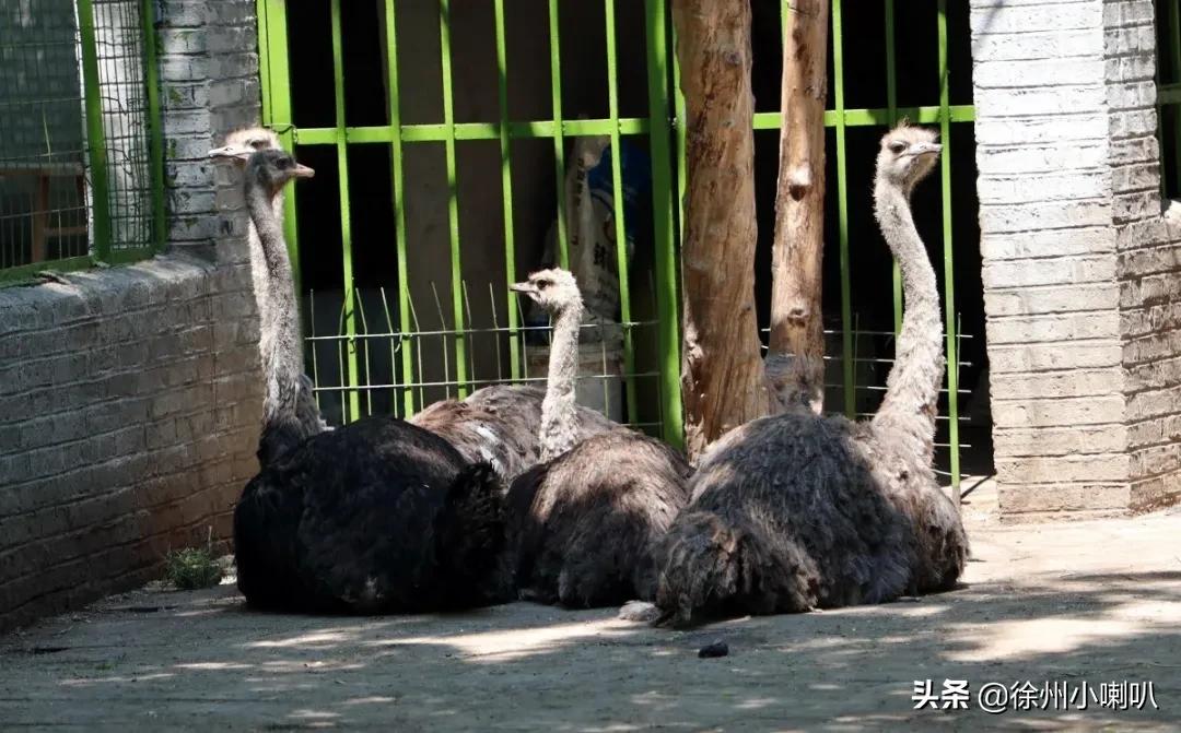 赏田园风光体验红色文化吃农家大锅灶徐州这个网红打卡地五一可约