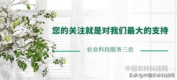 盆栽苹果用什么肥料好,苹果盆栽可以直接用大盆吗