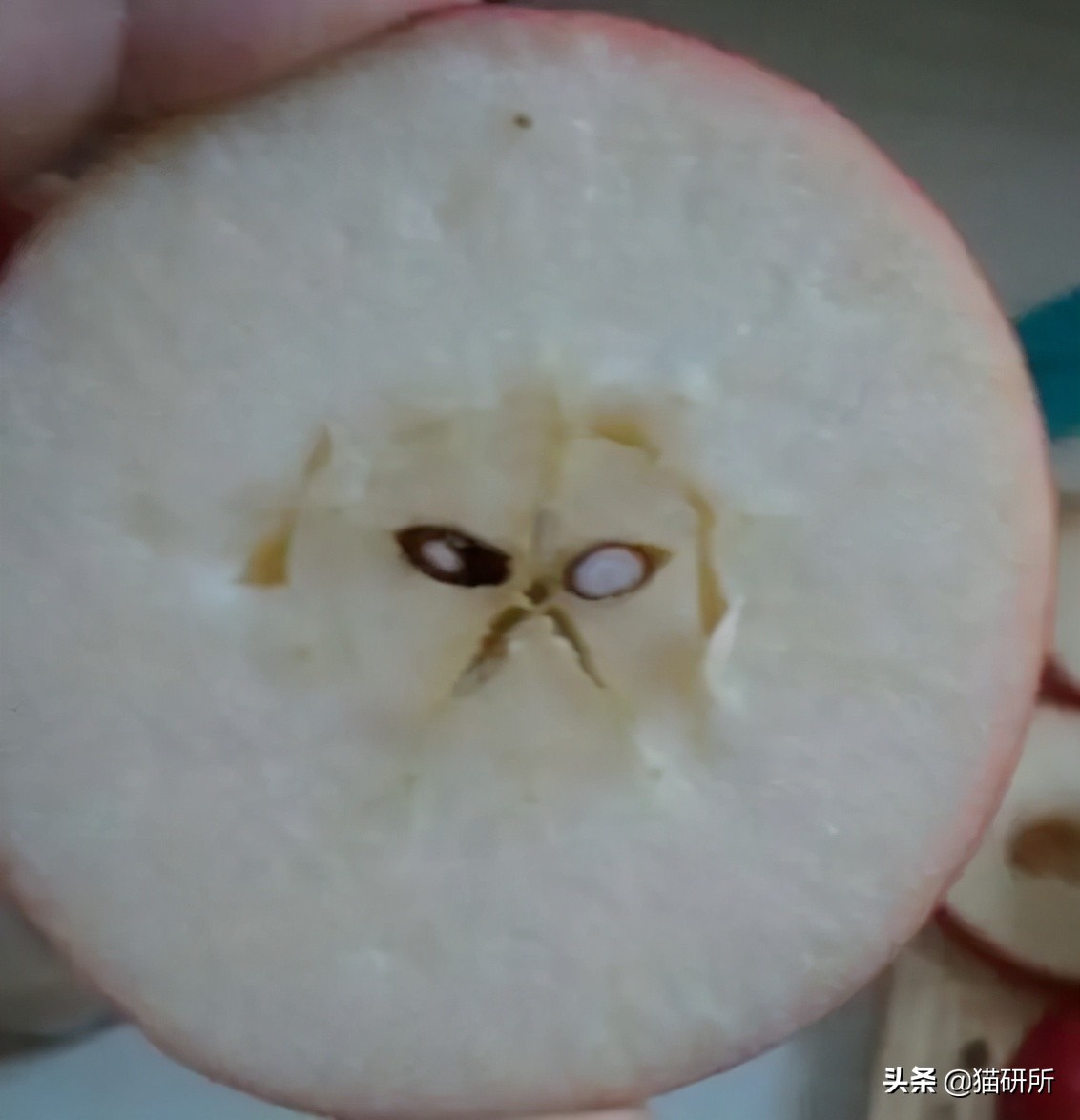 猫为啥爱吃植物,猫爱吃鸡肉还是虾肉