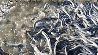 顺德三年磨一剑再造现象级产品《鳗鱼的故事》昨晚央视首发