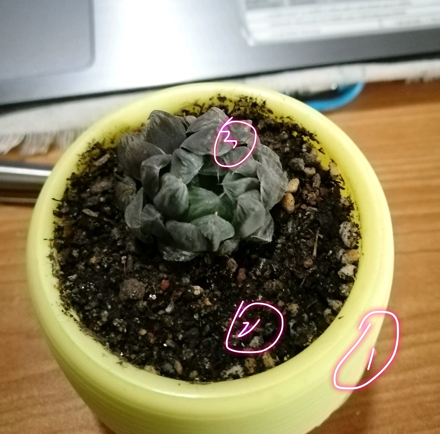 买回来的多肉越养越绿怎么回事,买回来的多肉几天就蔫了