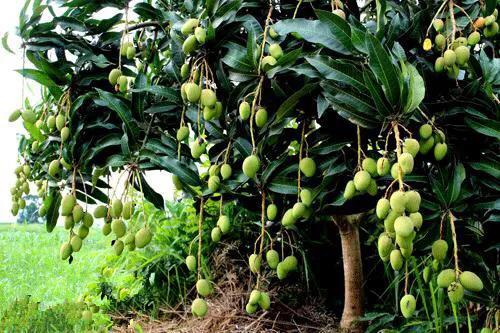 芒果品种西施芒,芒果品种四季蜜芒