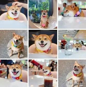 抖音狗狗颜值排行前十的狗,盘点抖音最火宠物狗