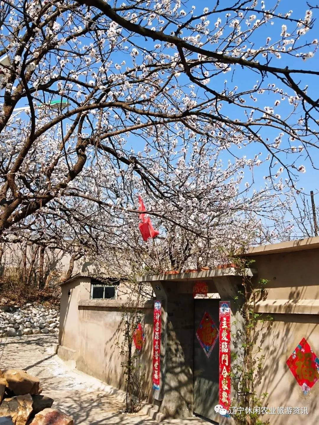 旅顺杏花村风景,旅顺杏花微雨醉春风