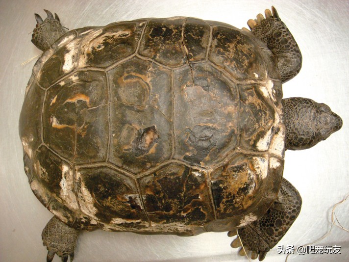 龟感染霉菌怎样回事,龟缘一号百消膏能治真菌感染吗