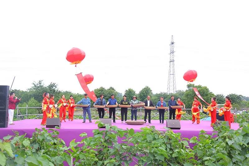 八方游客齐聚桑果紫酒节，共赴这场采桑品酿盛会