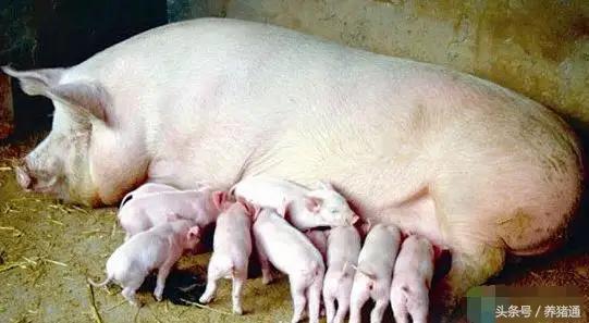 猪场这5个因素常常引猪腹泻，可以这样预防和治疗，效果很明！