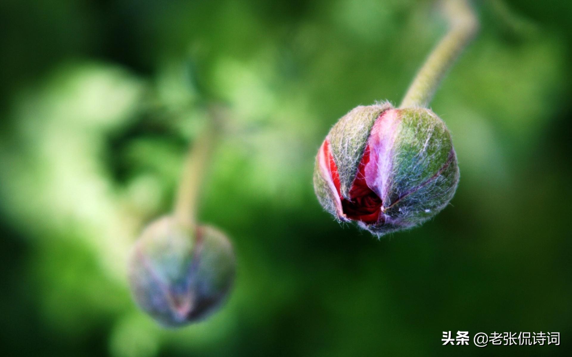 百家讲坛纳兰性德我是人间惆怅客,纳兰性德我是人间惆怅客什么意思