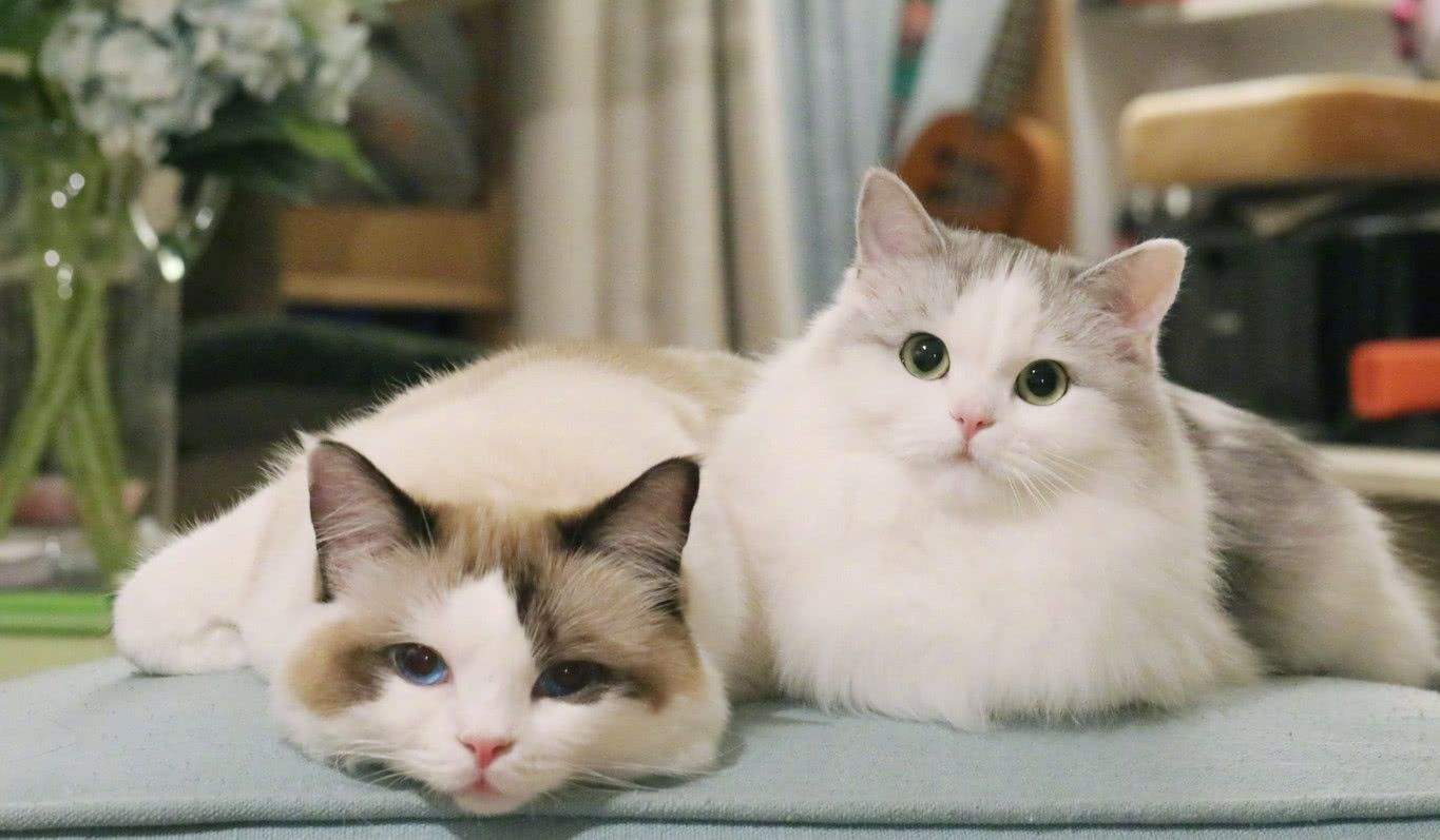 家里养猫怎么去除猫臭味,养了猫之后家里有莫名的屎臭味