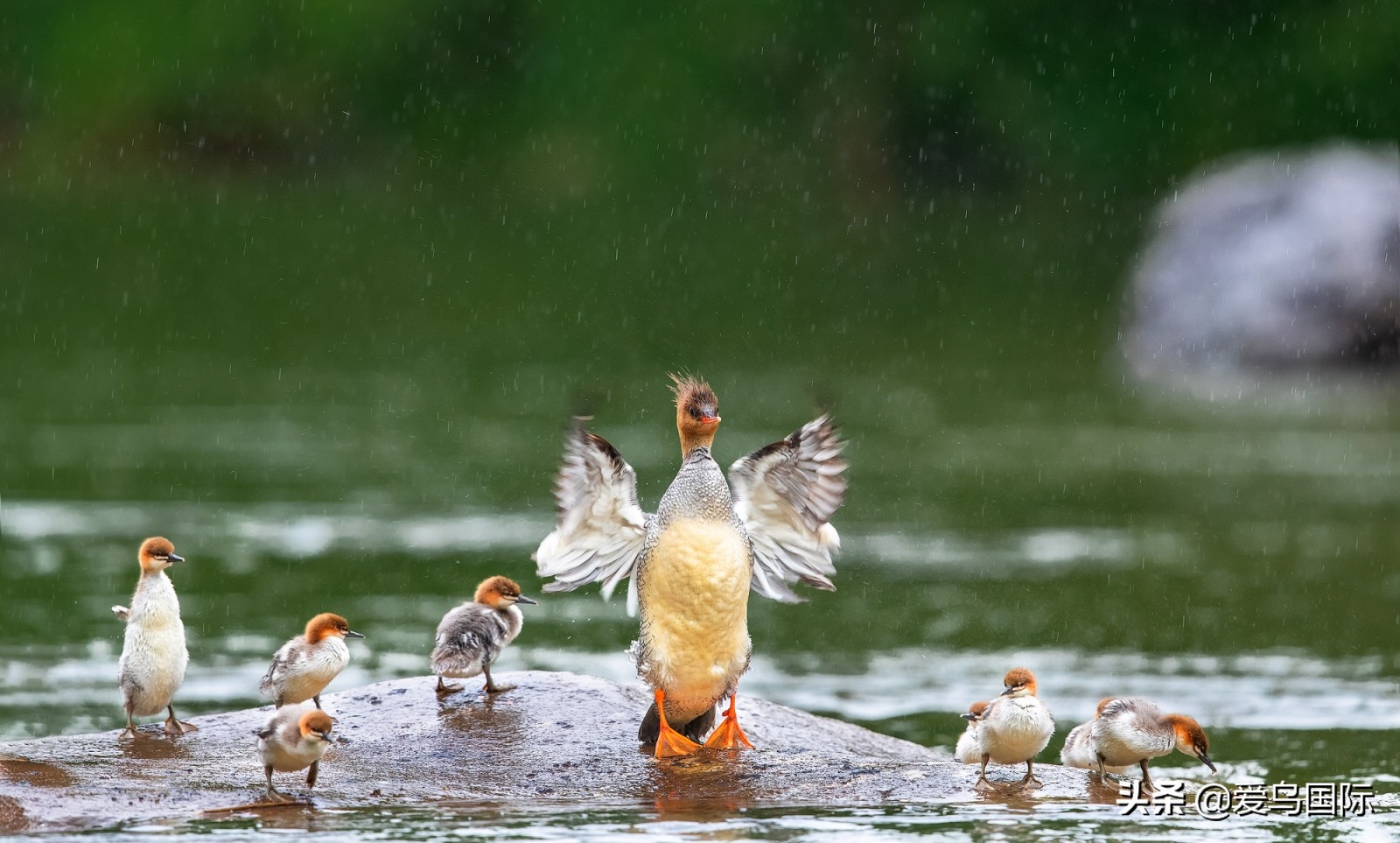 鸟类图片大全大图观赏,鸟类照片合集