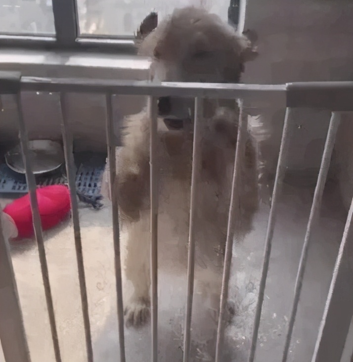 金毛把家淹了后续,金毛被阉