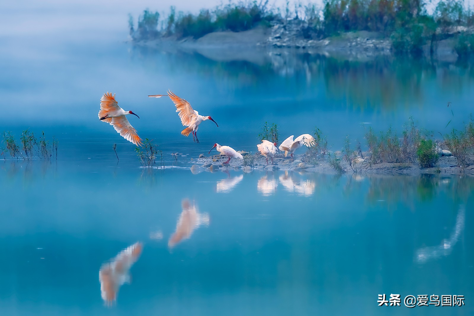 鸟类最好看的照片,100张绝美鸟类图片