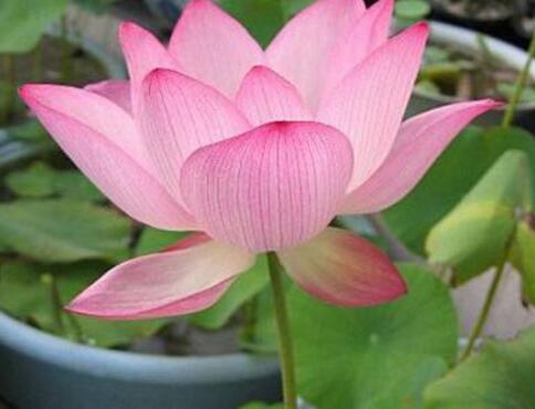 养碗莲不能缺水吗,碗莲怎么养才能旺盛开花